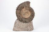 Toarcian Spiny Ammonite (Porpoceras) Fossil - France #211930-1